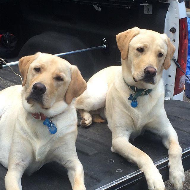 Announcing the Dog Toy Winners in the Mystic Knotwork Cute Dog Contest!