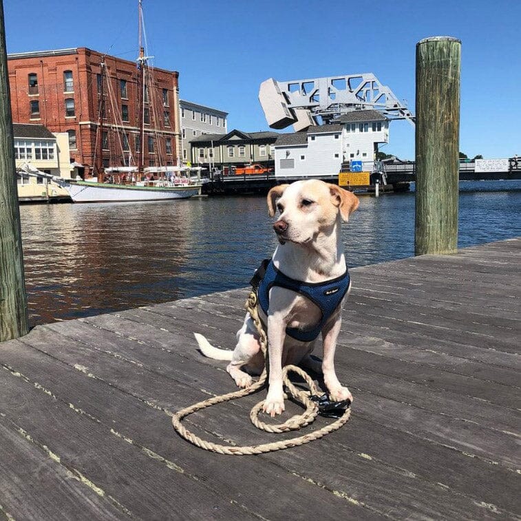 Dog Friendly Vacation to the Mystic Area