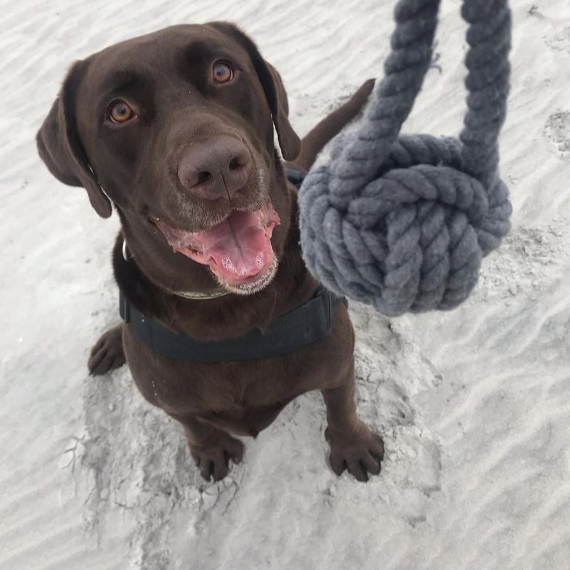 Send Us Your Pet Photos Mystic Knotwork Pet Toys