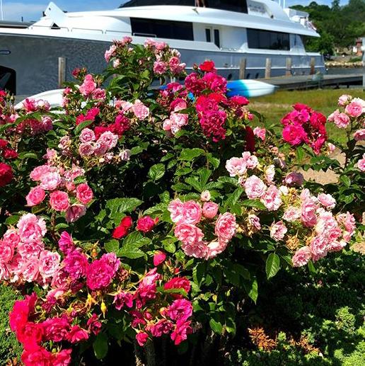 Mystic Is Blooming Now - Summer Walk Through Mystic