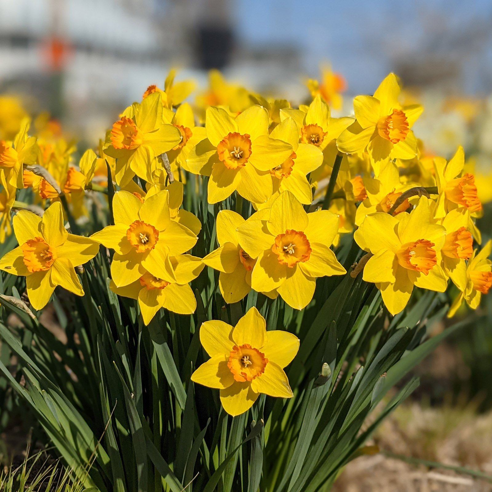 Spring Blooms Around Southern New England