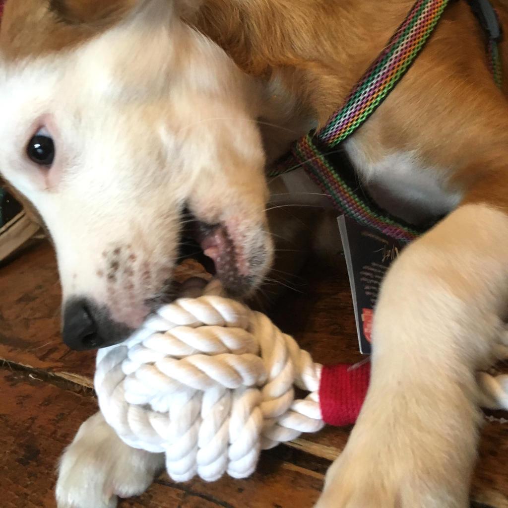 Small Monkey Fist Rope Dog Toy pet toy Mysticknotwork.com 