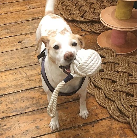 Large Monkey Fist Rope Dog Toy pet toy Mysticknotwork.com 