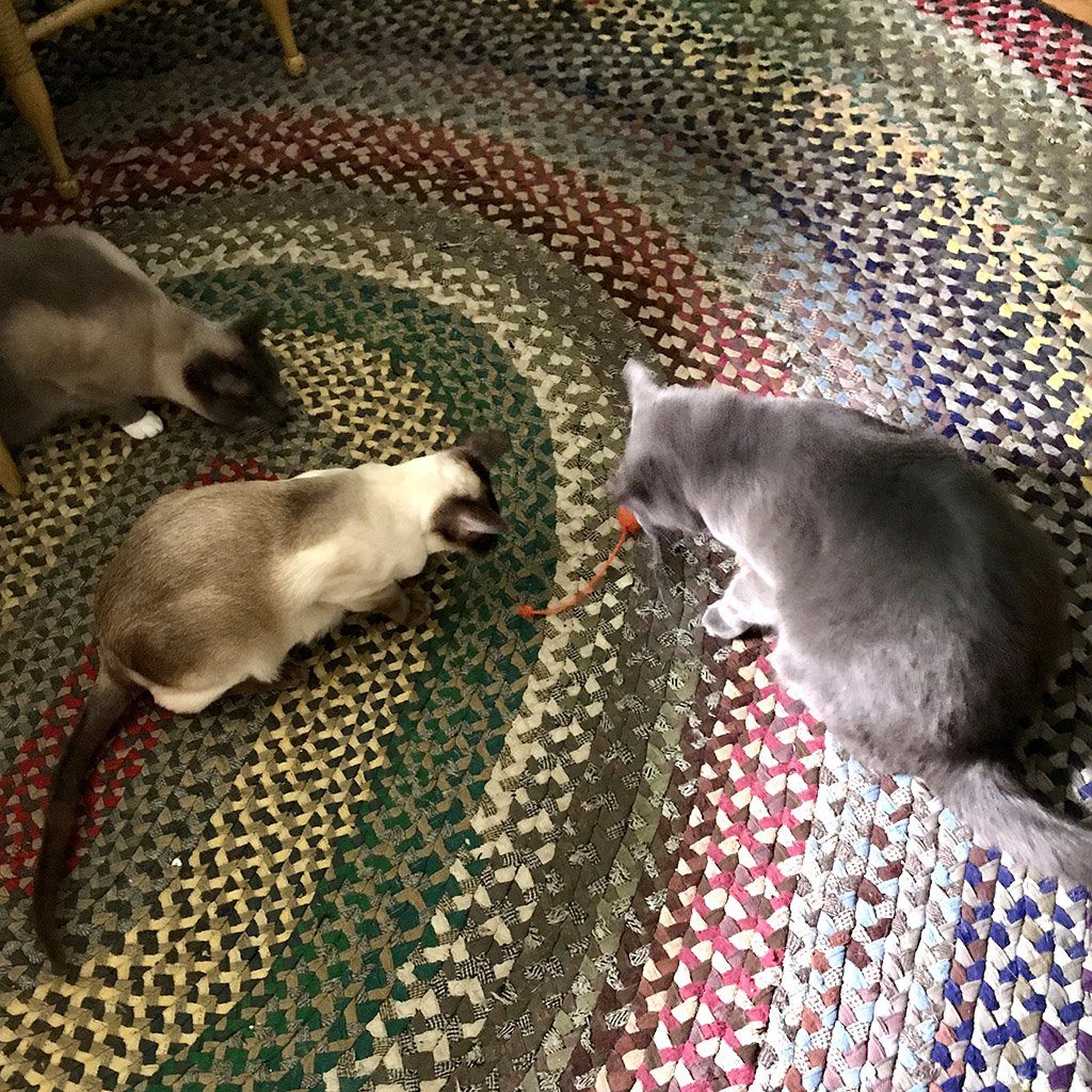 Monkey Fist Rope Cat Toy Mystic Knotwork 