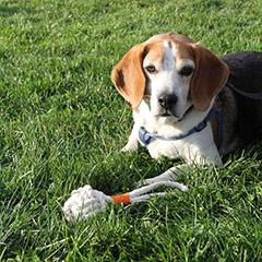 Small Monkey Fist Rope Dog Toy pet toy Mysticknotwork.com 