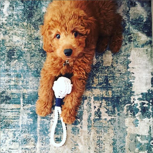 Small Monkey Fist Rope Dog Toy pet toy Mysticknotwork.com 