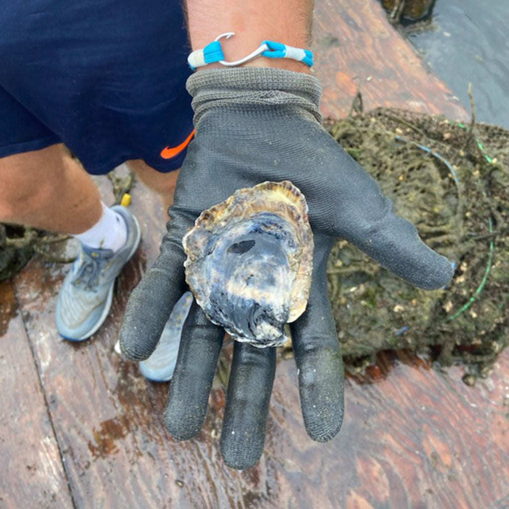 Turquoise Fish Hook Bracelet 016 Bracelets Mystic Knotwork 